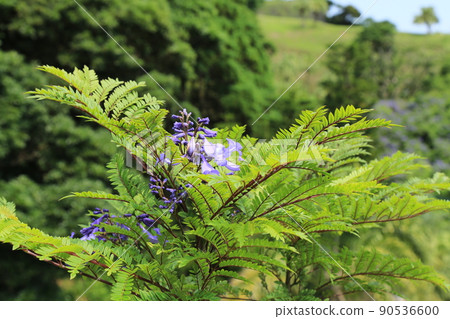 Jacaranda Festival (Miyazaki Prefecture) 90536600