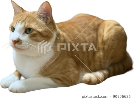 Brown cat Brown cat 90536625