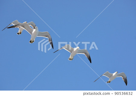 Black-tailed gull, a type of seagull that came to the ferry on the Sado Kisen Niigata Port-Sado Island Ryotsu route 90536632