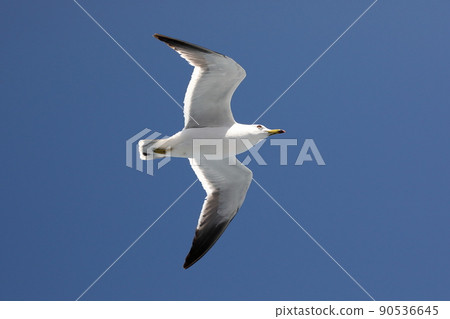 Black-tailed gull, a type of seagull that came to the ferry on the Sado Kisen Niigata Port-Sado Island Ryotsu route 90536645