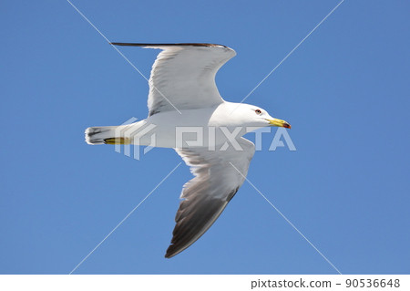 Black-tailed gull, a type of seagull that came to the ferry on the Sado Kisen Niigata Port-Sado Island Ryotsu route 90536648