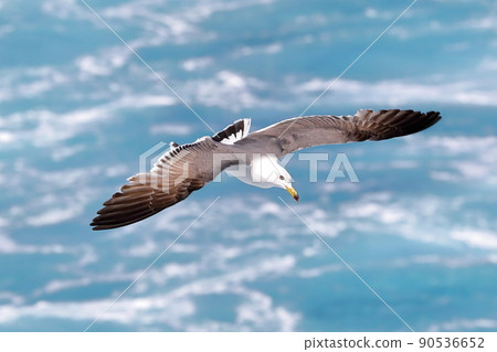 Black-tailed gull, a type of seagull that came to the ferry on the Sado Kisen Niigata Port-Sado Island Ryotsu route 90536652