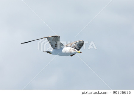 Black-tailed gull, a type of seagull that came to the ferry on the Sado Kisen Niigata Port-Sado Island Ryotsu route 90536656