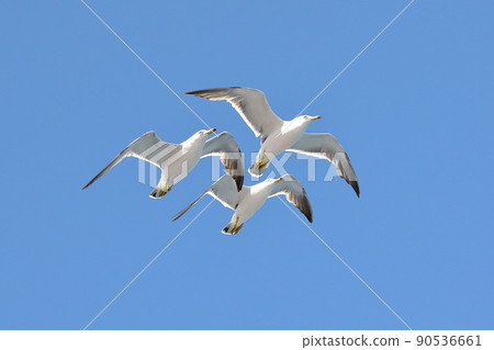 Black-tailed gull, a type of seagull that came to the ferry on the Sado Kisen Niigata Port-Sado Island Ryotsu route 90536661