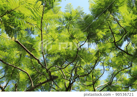 藍花楹節(宮崎縣) 藍花楹節(宮崎縣) 90536721