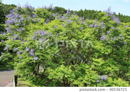 藍花楹節（宮崎縣） 90536725