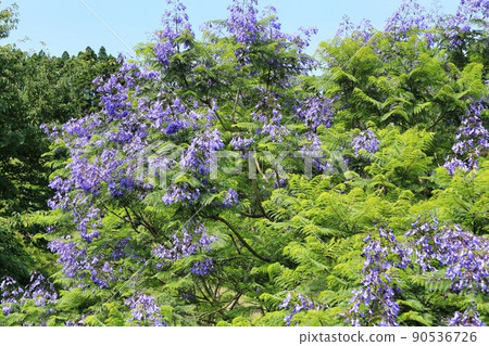 藍花楹節（宮崎縣） 90536726