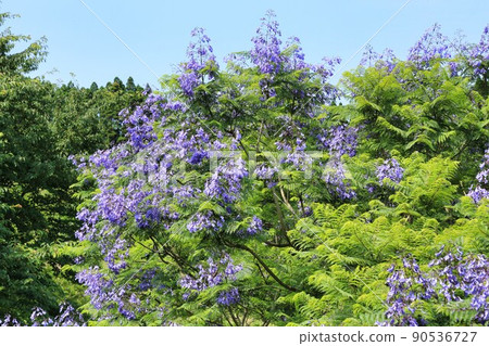 藍花楹節（宮崎縣） 90536727