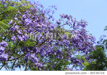 藍花楹節（宮崎縣） 90536728