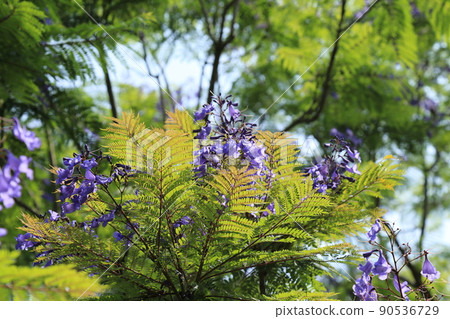 Jacaranda Festival (Miyazaki Prefecture) Jacaranda Festival (Miyazaki Prefecture) 90536729