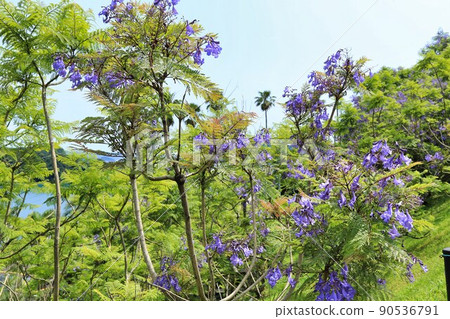 Jacaranda Festival (Miyazaki Prefecture) Jacaranda Festival (Miyazaki Prefecture) 90536791