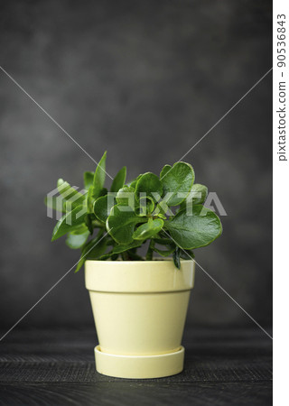 A kalanchoe houseplant with green leaves in a yellow ceramic pot 90536843