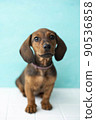 four-month-old red dachshund puppy sits on a white floor 90536858