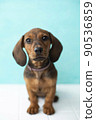red dachshund puppy sits on a white floor 90536859