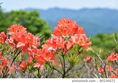 栃木縣矢田市八方原的杜鵑花 栃木縣矢田市八方原的杜鵑花 90536872