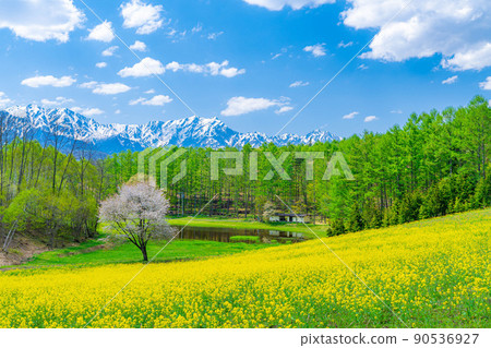 Nakayama Kogen Fresh green, rape blossoms and cherry blossoms [Nagano Prefecture] 90536927