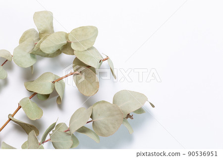 桉樹，設計背景的干花 90536951