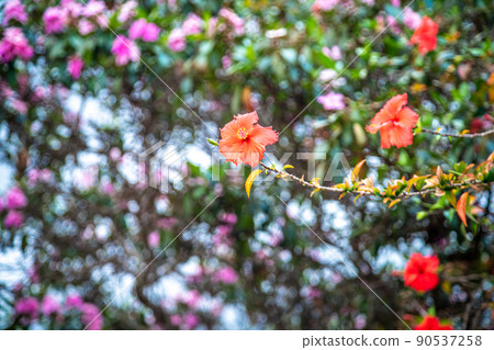 Blooming tree with red flowers and a nice bokeh in the background Blooming tree with red flowers and a nice bokeh in the background 90537258