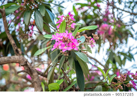 Blooming tree with red flowers and a nice bokeh in the background Blooming tree with red flowers and a nice bokeh in the background 90537285