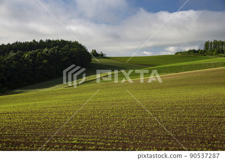 Early spring land Early spring land 90537287