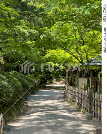 翠綠的栗林庭園（5月上旬） 90537500