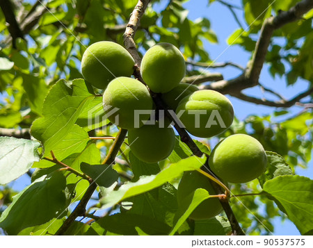 Fresh green Ritsurin Garden (early May, plum fruit) Fresh green Ritsurin Garden (early May, plum fruit) 90537575
