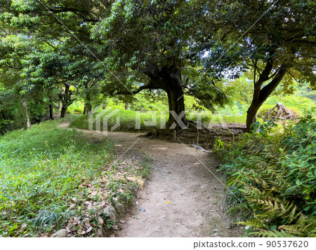 Fresh green Ritsurin Garden (early May) Fresh green Ritsurin Garden (early May) 90537620