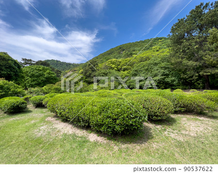 新鮮的綠色栗林花園(5月初,茶樹) 新鮮的綠色栗林花園(5月初,茶樹) 90537622