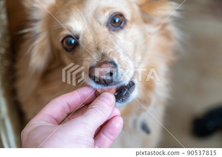 A man feeds a chewable tablet to fleas and ticks to his pet. A veterinary drug for oral use. Hand placed in the open mouth of a female mixed breed. Close-up. Selective focus. 90537815