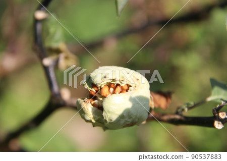 A ripe crack fruit of Green Thorn Apple. 90537883