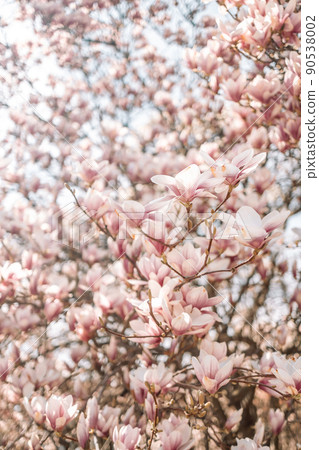 Beautiful blooming magnolia branch in spring closeup. Beautiful blooming magnolia branch in spring closeup. 90538002
