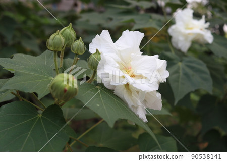 White flowers of Changeable Rose Mallow. White flowers of Changeable Rose Mallow. 90538141