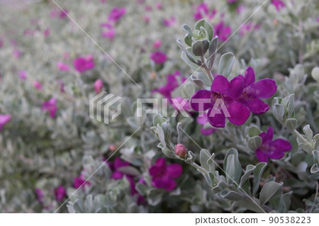 Purple Barometer bush flowers blooming. Purple Barometer bush flowers blooming. 90538223