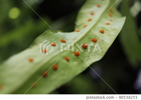 Orange dot of spore on leaf fern. Orange dot of spore on leaf fern. 90538255