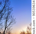 隨著天空和樹木 90539634