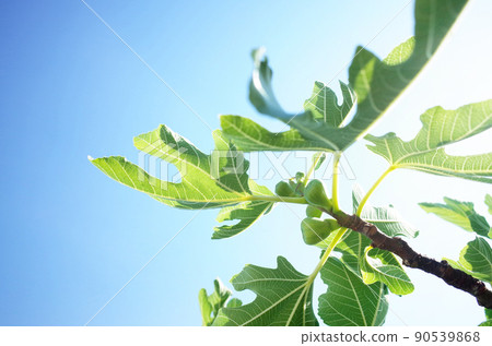 The fig tree begins to bear fruit The fig tree begins to bear fruit 90539868