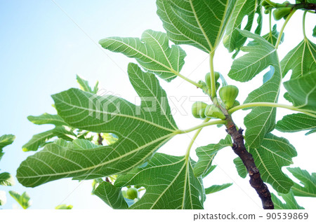 The fig tree begins to bear fruit 90539869