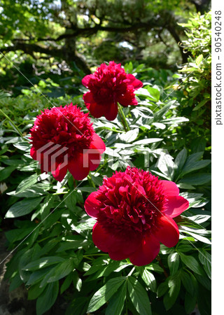 石光寺的牡丹花 90540248