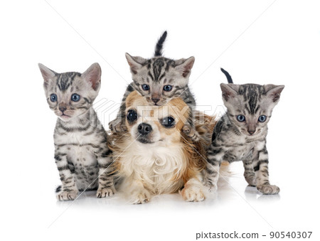 bengal kitten and chihuahua in studio 90540307