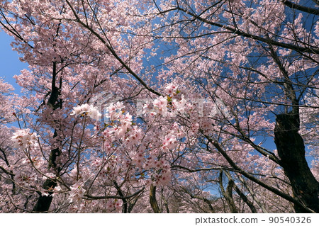 Takatookohigan Sakura that covers the sky of Takato Castle Ruins Park, Higashi Takato, Takato Town, Ina City, Nagano Prefecture Takatookohigan Sakura that covers the sky of Takato Castle Ruins Park, Higashi Takato, Takato Town, Ina City, Nagano Prefecture 90540326
