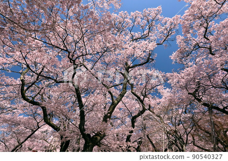 Takatookohigan Sakura that covers the sky of Takato Castle Ruins Park, Higashi Takato, Takato Town, Ina City, Nagano Prefecture Takatookohigan Sakura that covers the sky of Takato Castle Ruins Park, Higashi Takato, Takato Town, Ina City, Nagano Prefecture 90540327