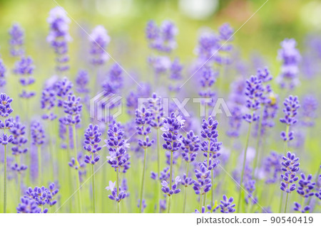 英語·薰衣草 英語·薰衣草 90540419