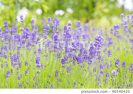 English · lavender English · lavender 90540420