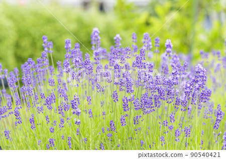 English · lavender English · lavender 90540421