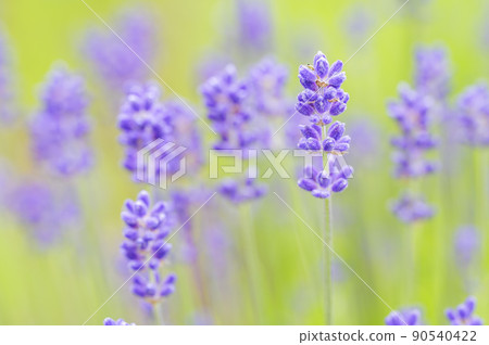 English · lavender English · lavender 90540422