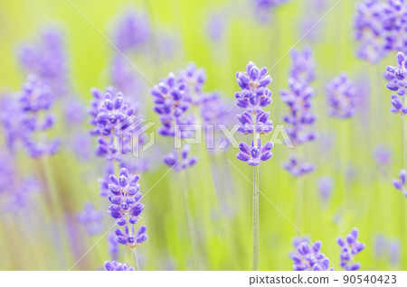 English · lavender English · lavender 90540423