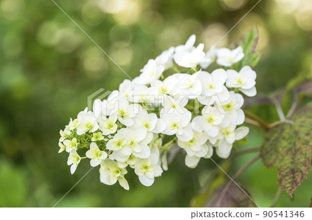 Kashiwaba繡球花 Kashiwaba繡球花 90541346