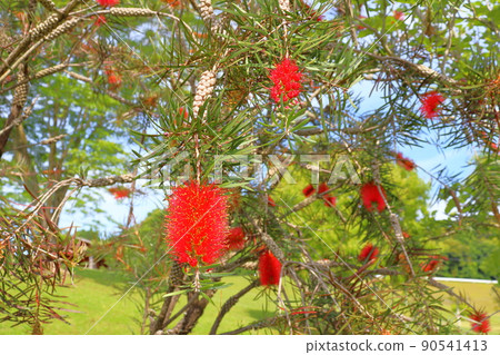 Callistemon speciosus red flower 90541413