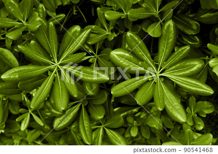 Pittosporum tobira plant leaves reflecting sun light Pittosporum tobira plant leaves reflecting sun light 90541468