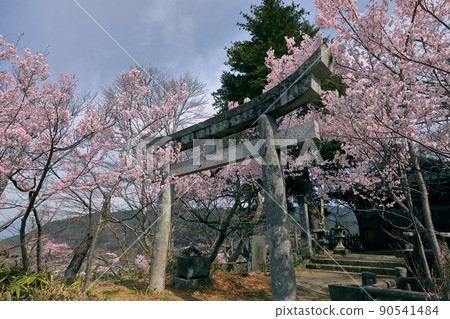Torii and Takatookohigan Sakura at Shinjo Fujiwara Shrine in Takato Castle Ruins Park, Takato Town, Ina City, Nagano Prefecture Torii and Takatookohigan Sakura at Shinjo Fujiwara Shrine in Takato Castle Ruins Park, Takato Town, Ina City, Nagano Prefecture 90541484
